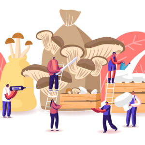 Farming – Growing Mushroom