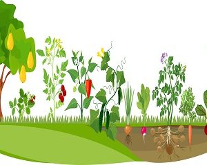 Kitchen Gardening