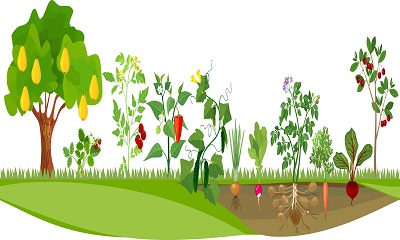 Kitchen Gardening