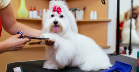 Pawsitively Clean: A Guide to Dog Grooming and Cleaning