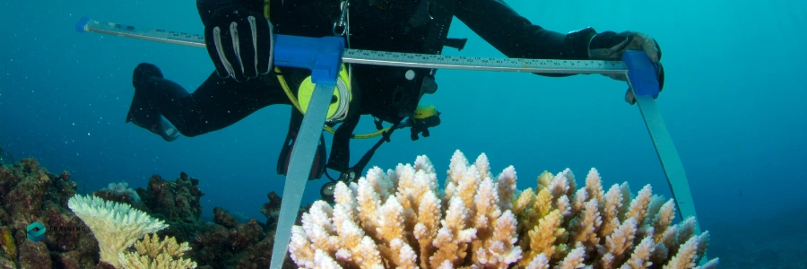 Is Marine Biology a Good Career Choice