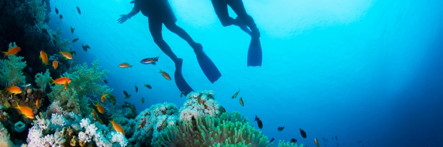 Best Degrees for High-Paying Marine Biology Careers