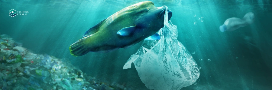 Marine Environmental Consultant | Highest Paying Marine Biology Jobs