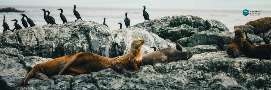 Marine Mammal Specialist