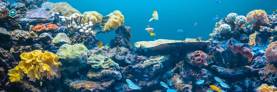 Marine Policy Director | Highest Paying Marine Biology Jobs