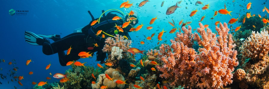 Skills Needed for High-Paying Marine Biology Careers