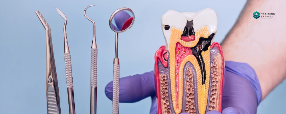 What Is Endodontics